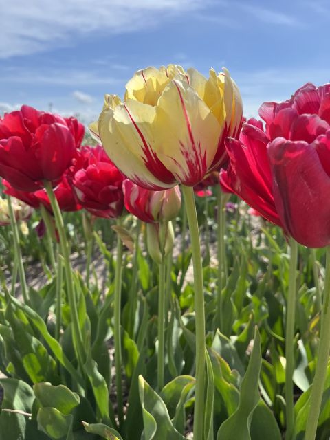 Enjoy the tulip fields in a Landrover with a local guide! - Entering Lisse and the Land Rover reality check