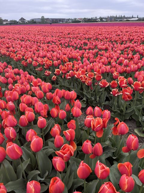 Enjoy the tulip fields in a Landrover with a local guide! - Lisserpool Mill: the stop that makes the water management make sense