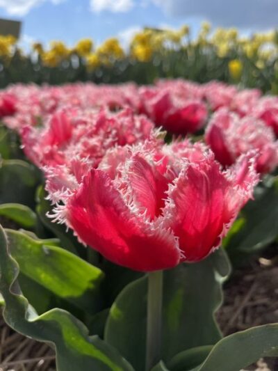 Enjoy the tulip fields in a Landrover with a local guide! - From Restaurant Hanami to Lisse: photos, church stories, and getting oriented fast