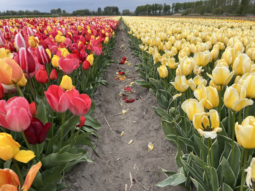Enjoy the tulip fields in a Landrover with a local guide! - Tulip Farm show garden: where the colors hit, and what season you’re in