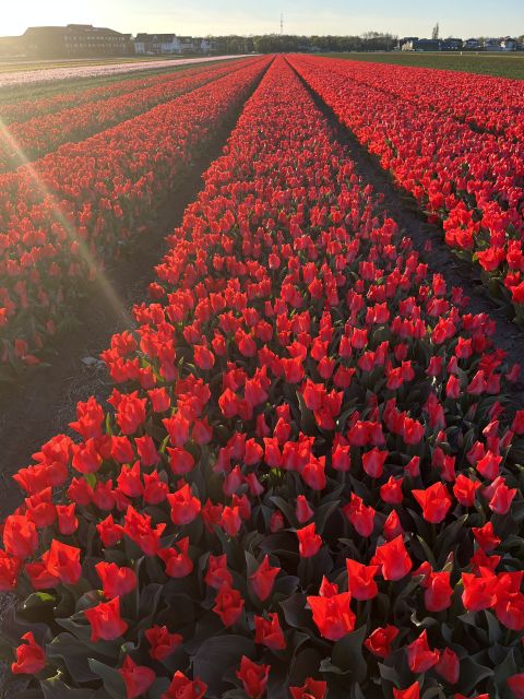 Enjoy the tulip fields in a Landrover with a local guide! - Keukenhof Castle and the countryside drive: comfort, pacing, and views