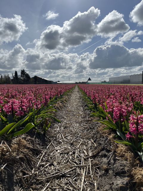Enjoy the tulip fields in a Landrover with a local guide! - Should you book it?