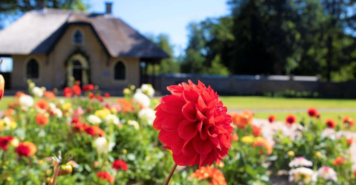 From Amsterdam: Holland Flower and Windmill Tour - summer ed - Key highlights worth waking up for