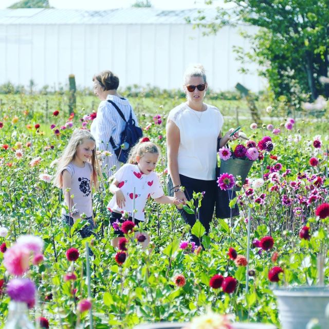 From Amsterdam: Holland Flower and Windmill Tour - summer ed - From This Is Holland to South Holland: the smooth start