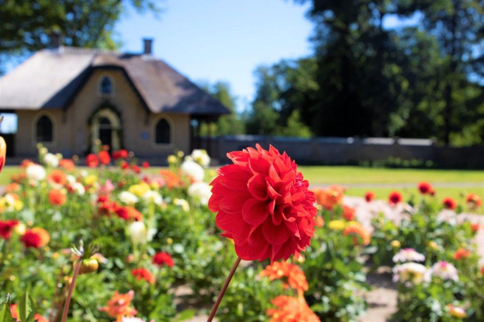 From Amsterdam: Holland Flower and Windmill Tour - summer ed - De Tulperij flower farm: dahlias, fields, and meeting Daan
