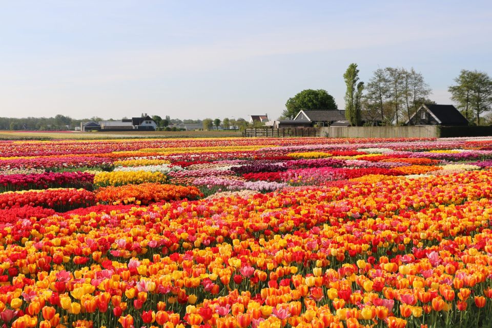 From Amsterdam: Keukenhof Gardens & Tulip Experience Tour - Tulip Experience Amsterdam: museum intro, show garden, and photo freedom