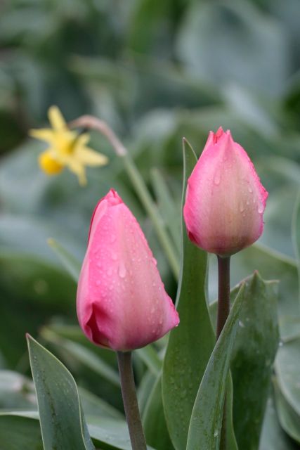 From Amsterdam: Tulip Fields of Holland Tour - Key highlights you’ll feel right away