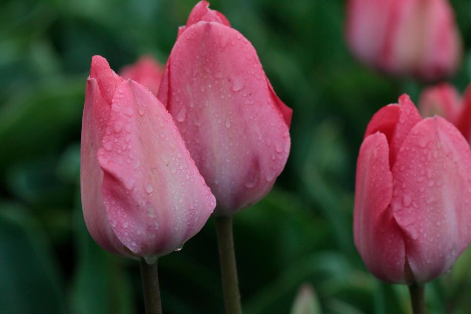 From Amsterdam: Tulip Fields of Holland Tour - Why the 7-seat van is the real upgrade from big bus tours
