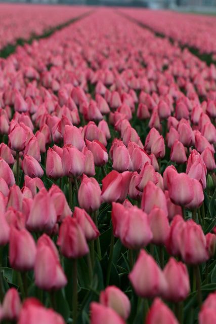 From Amsterdam: Tulip Fields of Holland Tour - The drive west: rural roads and the first color hit near Lisse