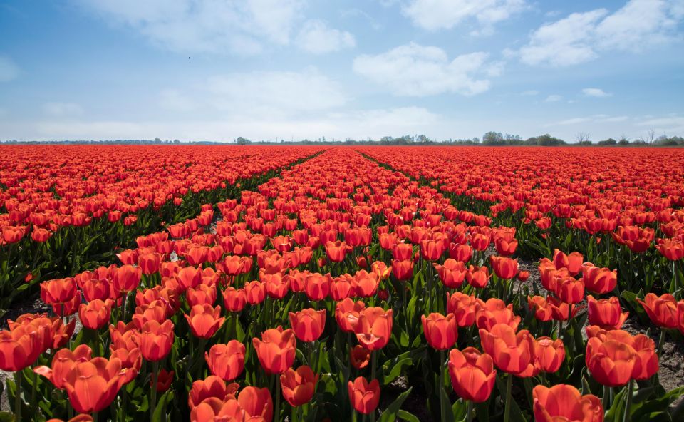 From Amsterdam: Tulip Fields of Holland Tour - Voorhout flower fields: walking where tulips actually grow