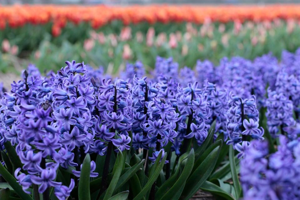 From Amsterdam: Tulip Fields of Holland Tour - Leander’s tulip talk: history, cultivation, and what to look for