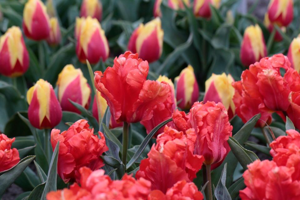 From Amsterdam: Tulip Fields of Holland Tour - Coffee and Dutch apple pie at De Tulperij, Voorhout