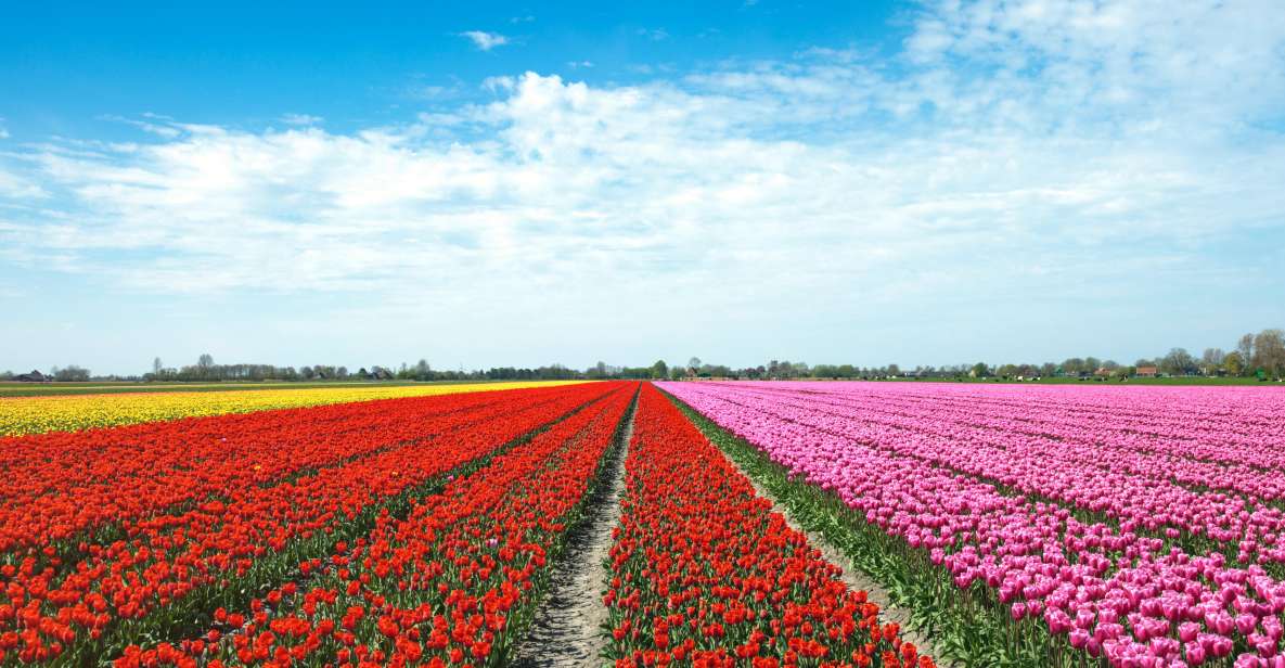 From Amsterdam: Tulip Fields of Holland Tour - Price and value: what $200 buys in a 5-hour day