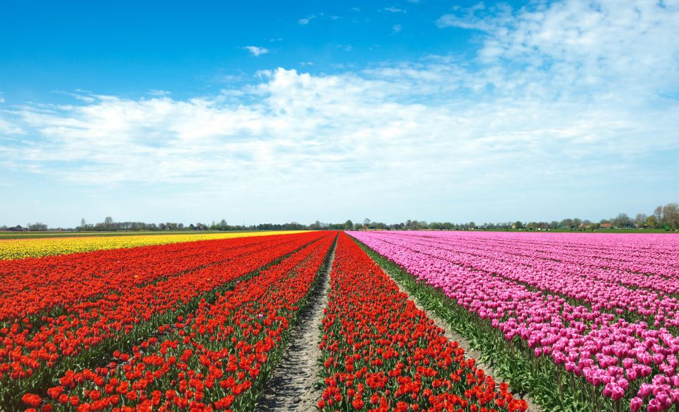 From Amsterdam: Tulip Fields of Holland Tour - Meeting at Lot61 under the Hilton: start simple, start early