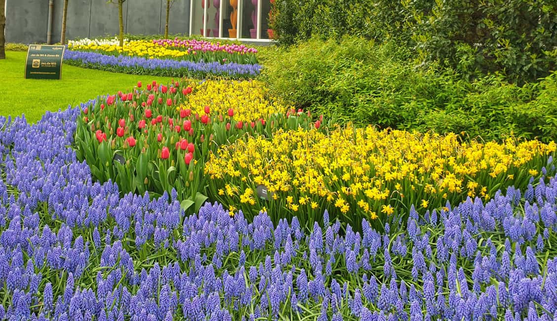 From Amsterdam: Tulip Tour Keukenhof & City Tour Delft - Key things to know before you go