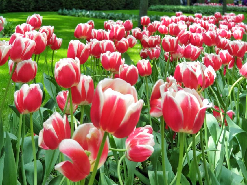 From Amsterdam: Tulip Tour Keukenhof & City Tour Delft - Keukenhof Gardens from Amsterdam: how the day gets set up