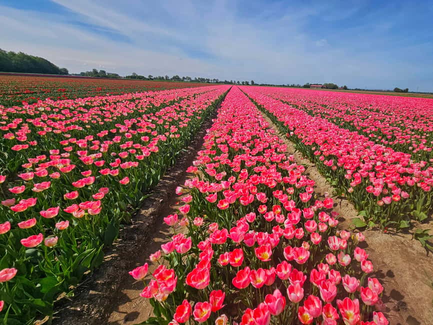 From Amsterdam: Tulip Tour Keukenhof & City Tour Delft - What you’ll actually see in the flowers (and why it changes)