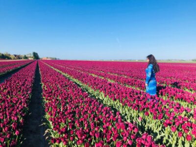 From Amsterdam: Tulip Tour Keukenhof & City Tour Delft - Entering the tulip park: the guided walk + your own photo time