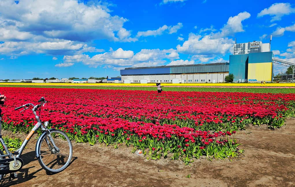 From Amsterdam: Tulip Tour Keukenhof & City Tour Delft - The Delft Blue pottery workshop: what handcraft looks like