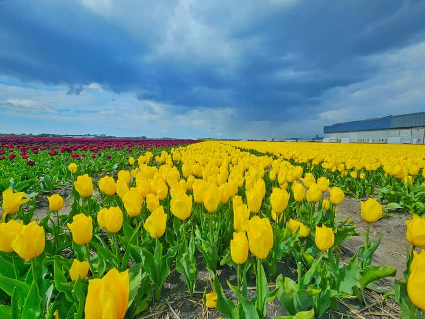 From Amsterdam: Tulip Tour Keukenhof & City Tour Delft - Getting around smoothly: transport, timing, and walking level