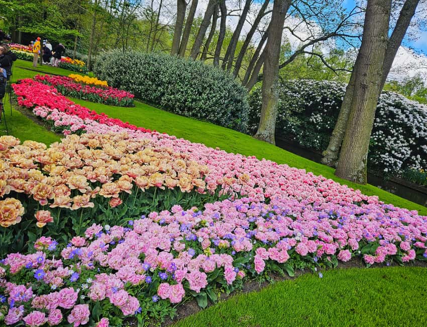 From Amsterdam: Tulip Tour Keukenhof & City Tour Delft - Price and value: does $169 make sense for this mix?