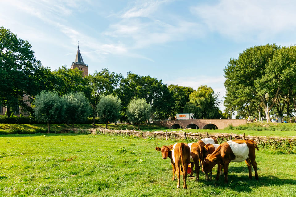 From Amsterdam: Zaanse Schans, Edam, & Marken Full-Day Trip - Optional Amsterdam canal cruise: the easy, scenic finish