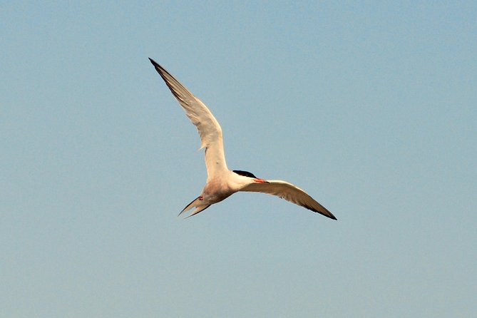 Full day tour to Texel - Friesian Islands - from Amsterdam - Ferry crossing and live guide commentary on the Wadden Sea