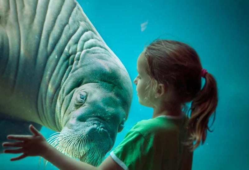 Harderwijk: Dolfinarium Entry Ticket - Animal presentations: how to build a satisfying day around show times