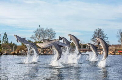 Harderwijk: Dolfinarium Entry Ticket - What you’ll see: sharks, rays, sea lions, dolphins, and walruses