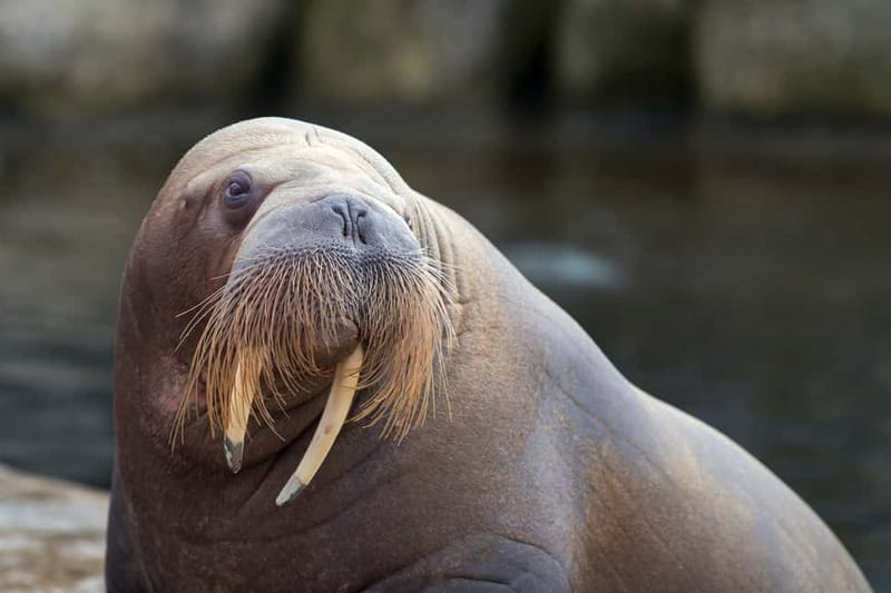 Harderwijk: Dolfinarium Entry Ticket - Tickets, food, and animal encounters: what’s included and what isn’t