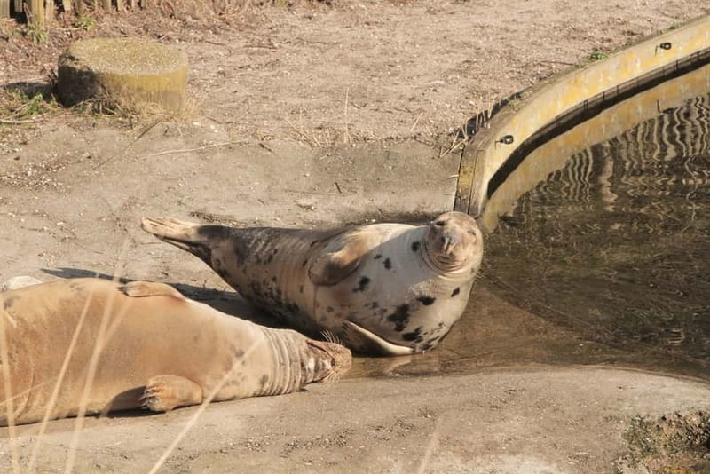Harderwijk: Dolfinarium Entry Ticket - Practical tips: what to bring, what’s banned, and how to pace
