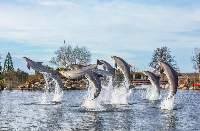Harderwijk: Dolfinarium Entry Ticket - What you’ll see: sharks, rays, sea lions, dolphins, and walruses