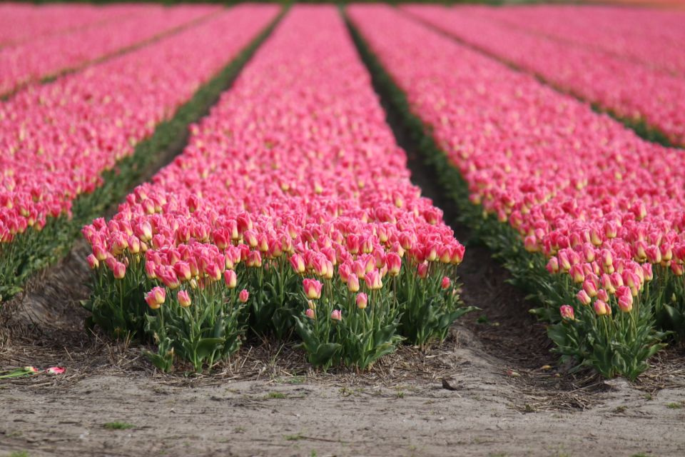 Keukenhof: Flower Fields Small-Group Cultural Bike Tour - Key reasons this tour works