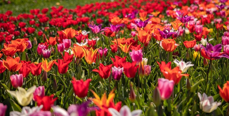 Keukenhof: Flower Fields Small-Group Cultural Bike Tour - Bicycles, weather, and the small practical rules you’ll want to follow
