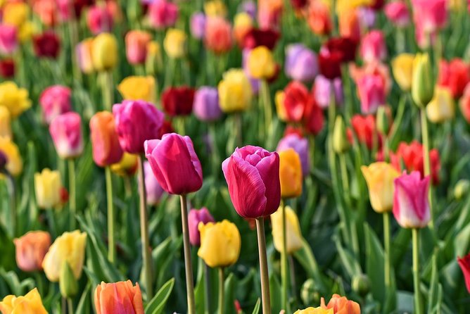 Keukenhof, Flower Fields, Volendam and Zaanse Schans Small-Group Tour - Keukenhof on your own: how to use your ~3 hours