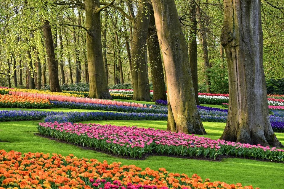 Keukenhof Gardens and Tulip Experience Tour from Amsterdam - The ride from Amsterdam: comfort, timing, and photo chances