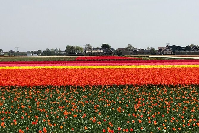 Keukenhof, Tulip Farm, Flower Fields & Zaanse Schans Windmills - Zaanse Schans Windmills: Working History in a Real Dutch Village
