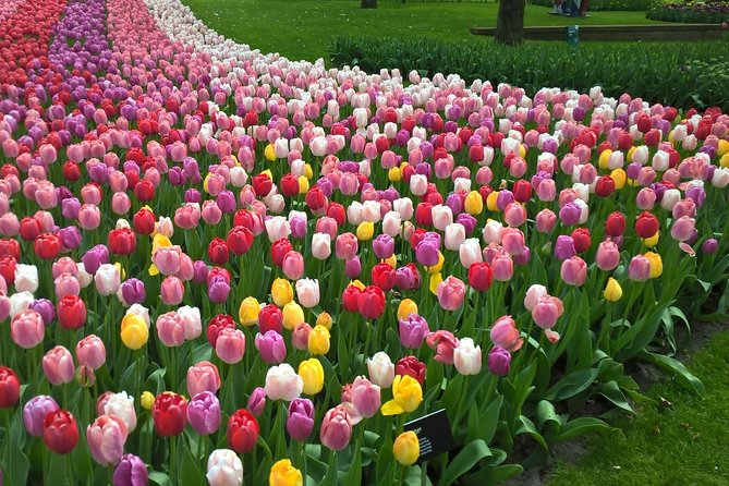 Keukenhof's Tulips and Windmills Small-Group Tour from Amsterdam - The Dutch hit list you actually get: tulips, windmills, cheese, clogs