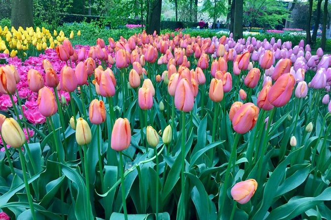 Keukenhof's Tulips and Windmills Small-Group Tour from Amsterdam - Kooijman clogs and Catharina Hoeve Gouda: short stops, best use of your time