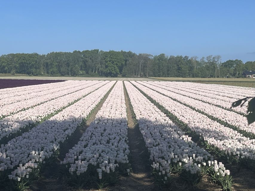 Lisse: Enjoy the Tulip Fields by Bike with a Local Guide! - The village loop through Lisse: history you can see, not just read