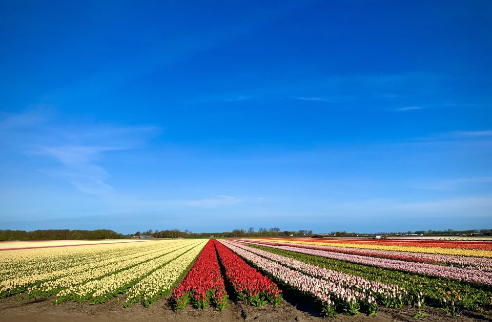 Lisse: Enjoy the Tulip Fields by Bike with a Local Guide! - The tulip farm drink break and show garden: where the views are great, but timing matters