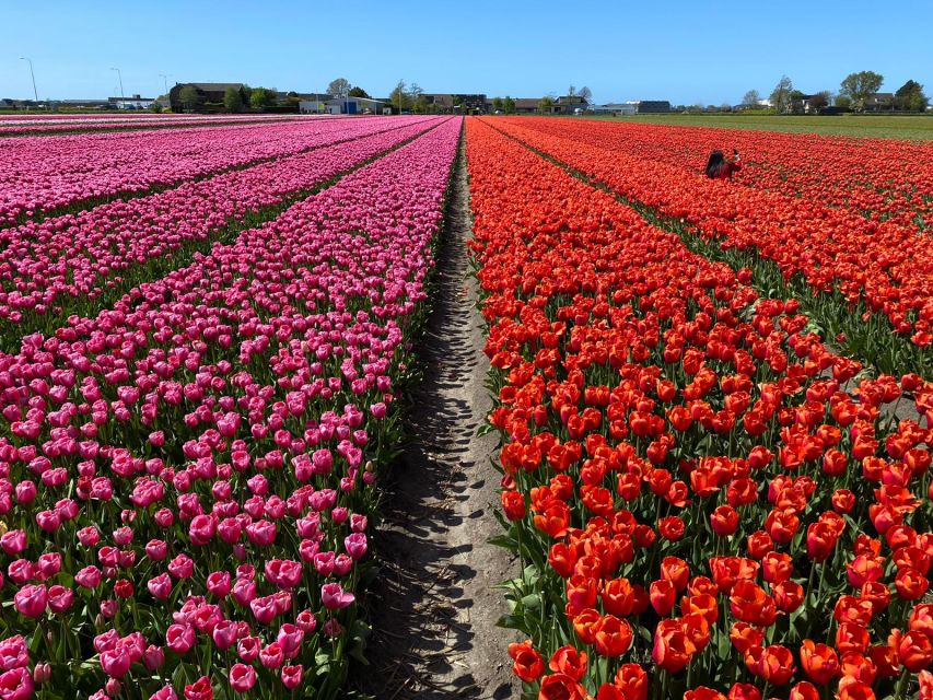 Lisse: Enjoy the Tulip Fields by Bike with a Local Guide! - Price and value: is $58 worth it for you?