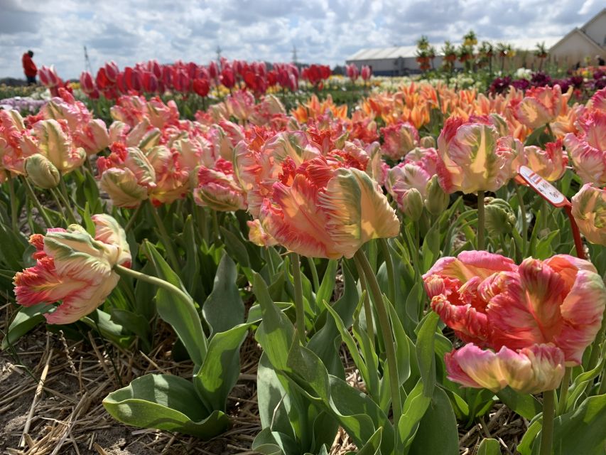 Lisse: Enjoy the Tulip Fields by Bike with a Local Guide! - Rider fit: who this tour suits best (and who should skip)