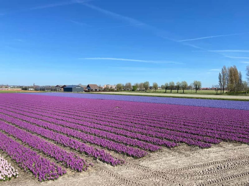 Lisse: Self-Guided Tulip Fields GPS Audio Tour - Audio Guide Setup: 3 Languages and How to Use It While Driving