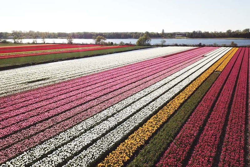 Lisse: Self-Guided Tulip Fields GPS Audio Tour - Entering the Flower Bulb Region: Your 20-Kilometer GPS Loop