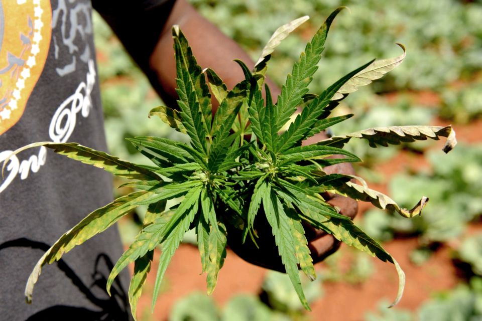Mike Tyson inspired cannabis tour PRIVATE - Dam Square to Royal Palace: stories start where the city flexes