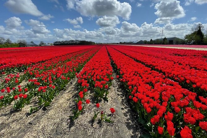 Private Day Tour to Keukenhof Gardens - from Amsterdam/Rotterdam - Buying Tulip Bulbs and Taking the Day Home
