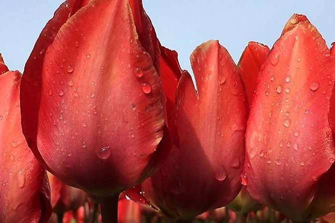 Private Day Tour to Keukenhof Gardens - from Amsterdam/Rotterdam - Entering Keukenhof: Guided Talk, Photo Stops, Then Your Time