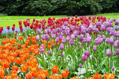 Private Day Trip from Amsterdam to Keukenhof with Entrance Tickets - Queue-Jump Tickets: Time Saved at the Gate