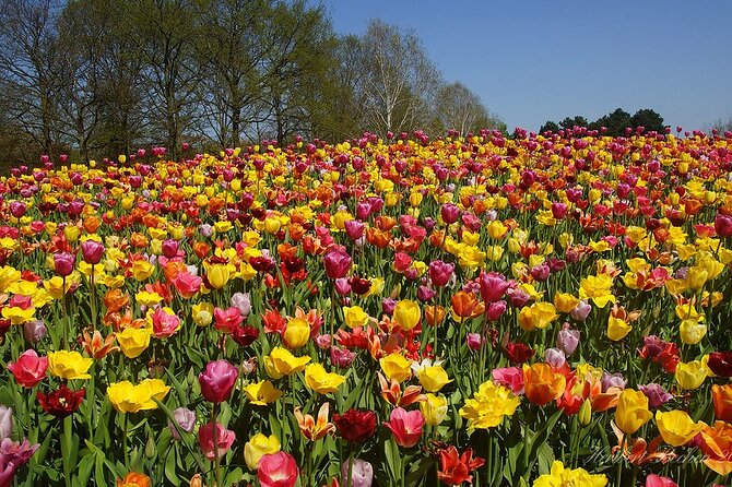 Private Day Trip to Keukenhof Gardens with Entrance Tickets - Getting to Lisse with pickup and skip-the-line entry